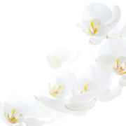 Orchidee_7321.jpg