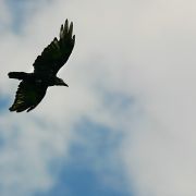 Kraehe_3924.jpg
